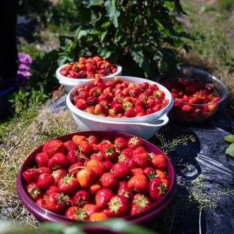 Farm shop Bangshof