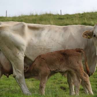 Cow and calf