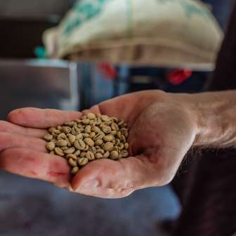 Nahaufnahme von einer Hand die Kaffeebohnen von Demmel Kaffee zeigt