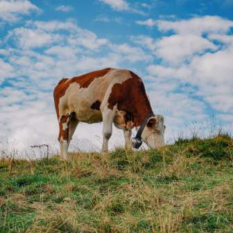Cow grazing in a pasture