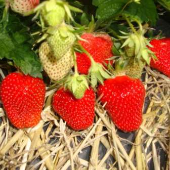 Strawberries