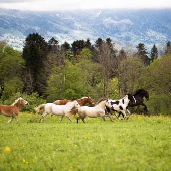Galloping through the countryside