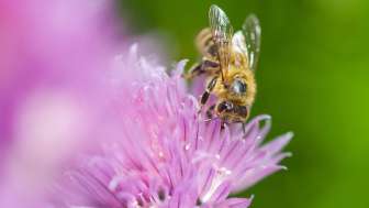 Bienenlehrpfad Vaduz