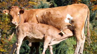 Atzmännig Beef