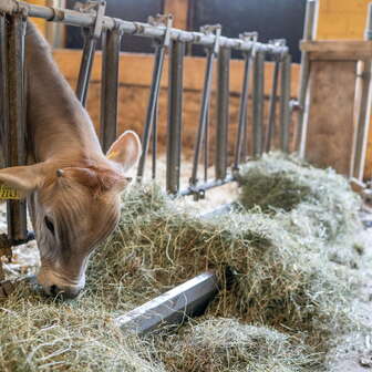 Kalb