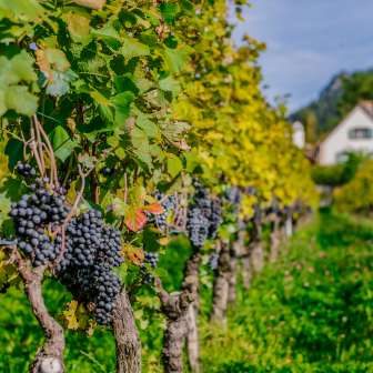 The Prince of Liechtenstein Winery