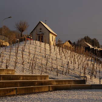 Rebberg im Schnee