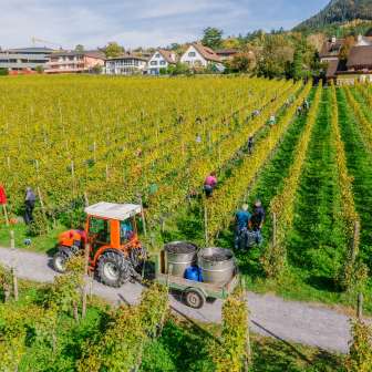 Arbeiter bei der Weinlese in den Weinbergen der Hofkellerei Vaduz, mit Traktor und Erntebehältern.