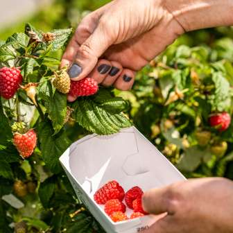 Frisch gepflückte Erdbeeren direkt vom Strauch am Neufeldhof – saisonale Früchte zum Selbstpflücken in Liechtenstein.