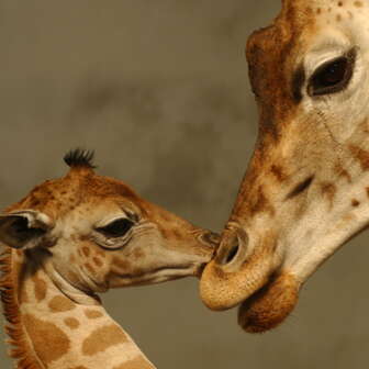 Knies Kinderzoo