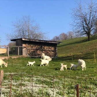 Lara with Grey Cattle