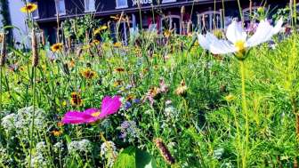Blüten im Gras im Zeughausgarten