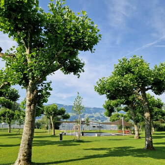 Many trees adorn the green area at the Seebadi Stampf.