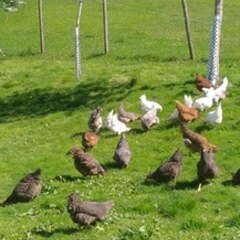 Chickens in the grass