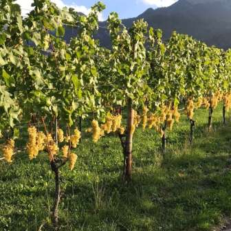 Boner & Rasi Viticulture and Distillery