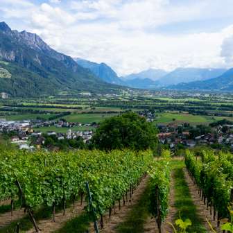 Castellum Vineyard