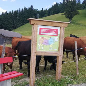 Post suckler cow